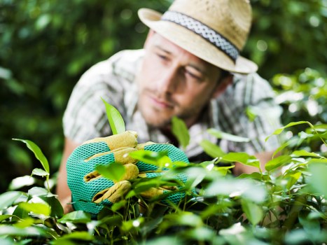 Seasonal lawn care services in Hoxton