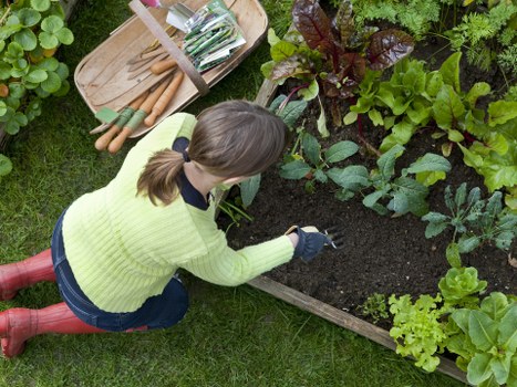 A woman with light brown hair tied in a ponytail, wearing a bright yellow-green sweater, dark gloves, and red rubber boots, is kneeling on a well-maintained green lawn in a garden. She is tending to a rectangular wooden planter filled with dark, moist soil, surrounded by various lush, healthy green plants, including leafy vegetables or herbs. The garden appears to be an outdoor space with a variety of plants, some with reddish stems and dark green leaves, creating a dense and vibrant environment. Next to her, there is a wooden tray holding gardening tools such as garden forks and trowels, indicating active gardening work. The scene is lit by natural daylight, suggesting a clear, mild weather day, and the overall setting reflects a tidy and productive garden space that could be part of a residential property in Hoxton or nearby London, aligning with professional gardening services offered by Gardening Services Hoxton for garden maintenance, planting, or landscaping projects.