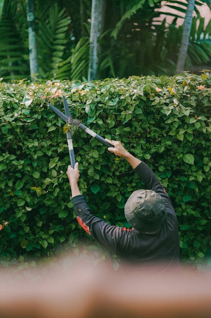 A gardener wearing a dark long-sleeve shirt and a grey cap is trimming a dense, well-maintained hedge with long-handled shears. The hedge consists of small, glossy green leaves and is situated along a